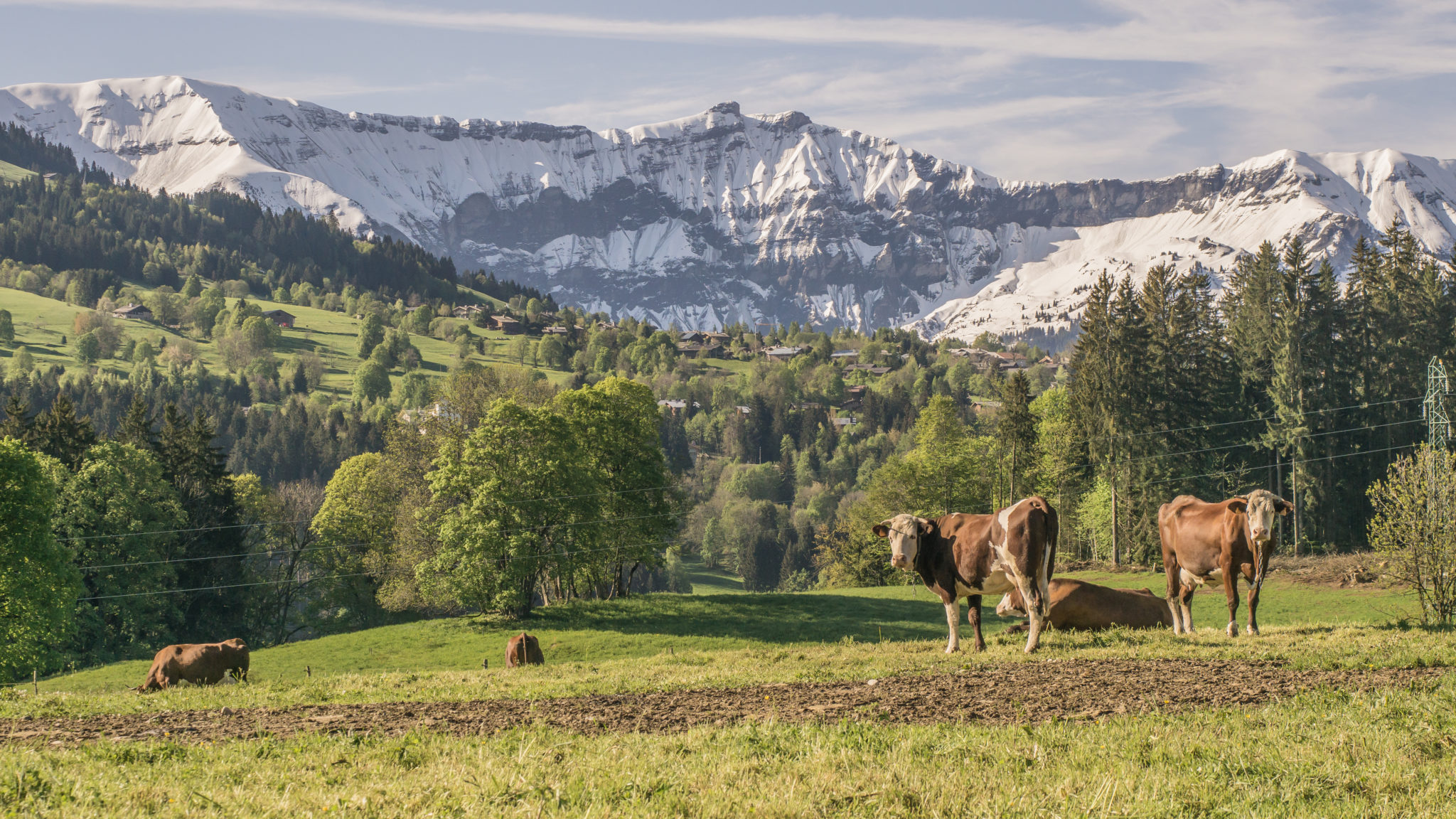 vaches